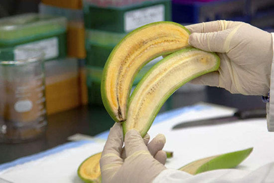 Is it true that coronavirus is transmitted through bananas?
